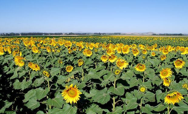 Venta de campos: se reactiva parcialmente la actividad del mercado inmobiliario rural