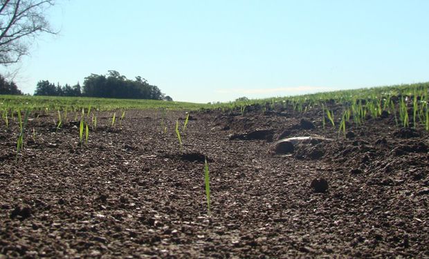 La inseguridad sobre la moneda de pago frena la venta de campos