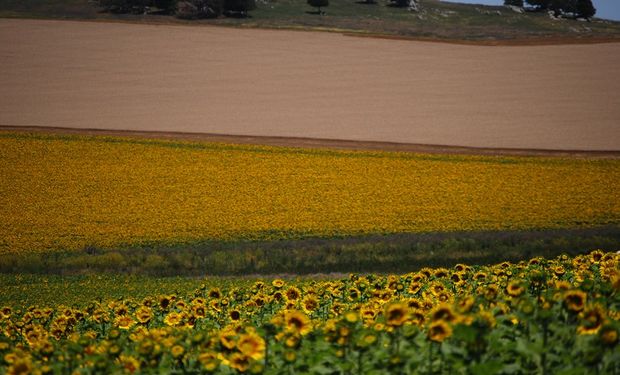 Venta de campos: nueva caída en la actividad del mercado inmobiliario rural en todo el país