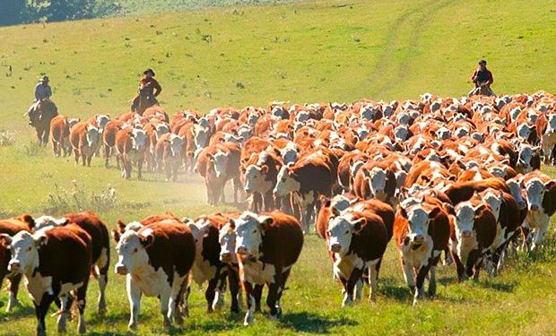 Venta de campos: con la reapertura de fronteras, Uruguay se prepara para la llegada de inversores argentinos