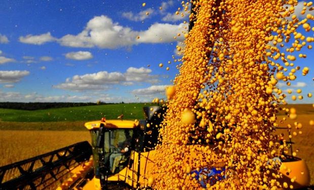 Se derrumbaron 33% las exportaciones de granos