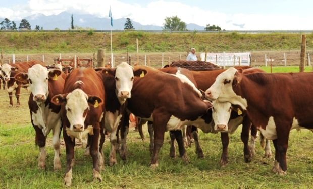 Carnes: buscan extender el blanqueo en la cadena.