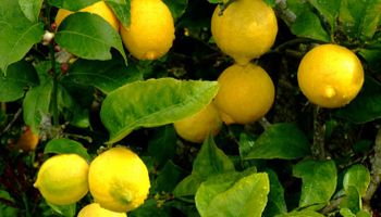Se retrasa la venta de limones a Estados Unidos