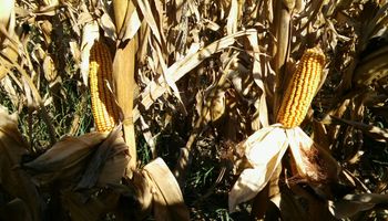 Se aceleró la venta de maíz con el avance de la cosecha y la mejora de precios