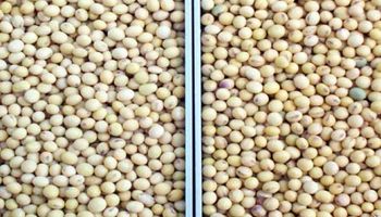 Soja: por la crisis, podría caer otra vez el mercado formal de semillas