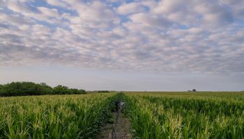 Con origen argentino, apuntan a vender 3,5 millones de bolsas de maíz y recorrieron miles de hectáreas de zonas claves: “El mercado de semillas va a crecer"