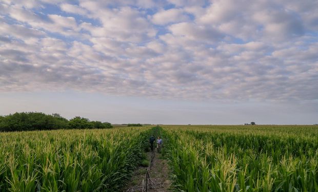 Con origen argentino, apuntan a vender 3,5 millones de bolsas de maíz y recorrieron miles de hectáreas de zonas claves: “El mercado de semillas va a crecer"
