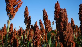 Argentina podrá venderle sorgo a China