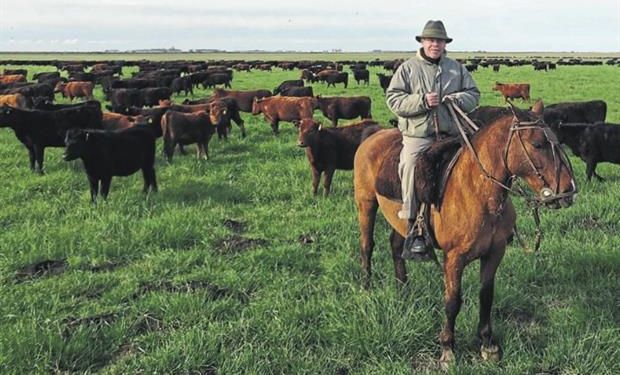 En Maipú, el administrador de Yamahuida, Armando Mayorga, con un lote de recría de hembras.