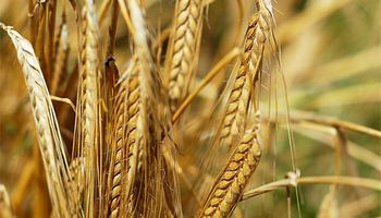 El campo restringe la venta de trigo