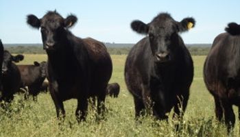 Venta de lenguas bovinas a Rusia