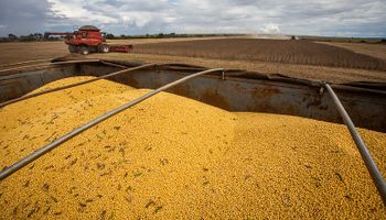 Soja a la baja: productores demoran ventas y los compradores esperan que se activen con la cosecha