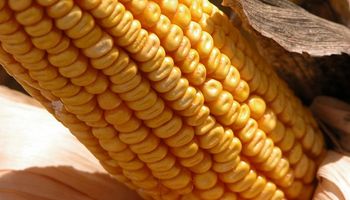 Fuerte adelanto en la comercialización de maíz 2016/17
