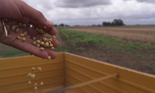 El atraso en la venta de la soja cosechada impacta sobre las exportaciones de harina y aceite.