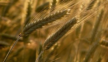 Trigo 2015/16: el Gobierno mantiene cerradas las ventas al exterior
