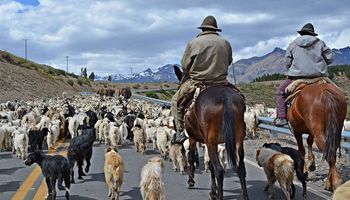 Por una práctica ancestral, rebaños de ovejas se apoderaron de las calles de España y Turquía