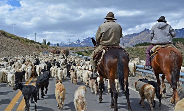 Por una práctica ancestral, rebaños de ovejas se apoderaron de las calles de España y Turquía