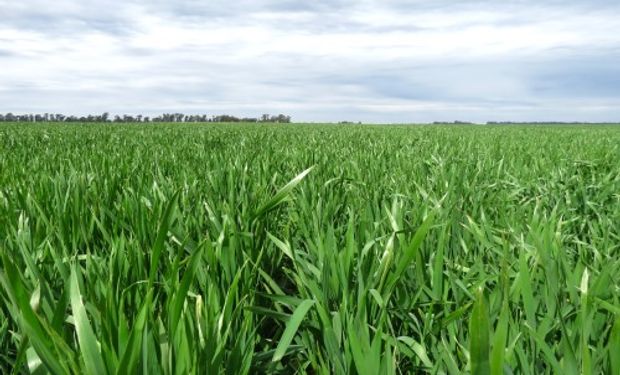 Cuánto cuesta sembrar verdeos de invierno y por qué hay una oportunidad para la ganadería con los costos actuales