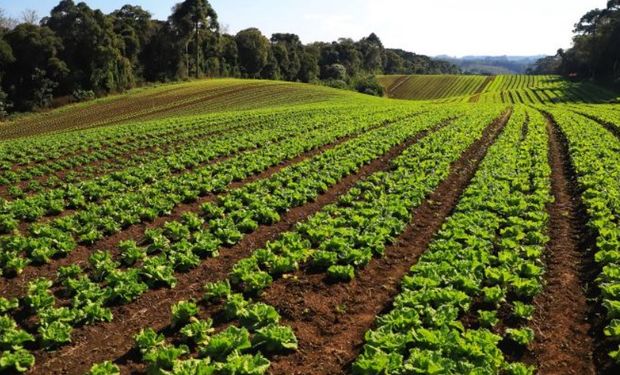 Olericultura se reveste de importância singular nas regiões e municípios onde está inserida, gerando empregos e renda