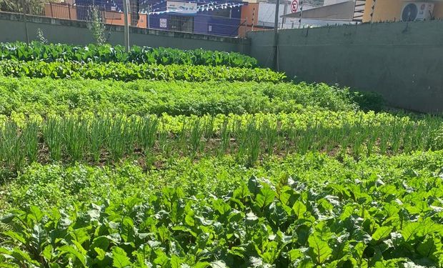 Saiba como nova lei pretende estimular a produção de alimentos nas cidades