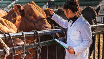 Senasa lanzó un trámite único digital de acreditación para veterinarios y operadores privados: cómo se solicita