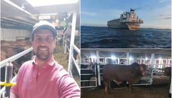 Veterinario en ultramar: cómo es trabajar (y vivir) en barcos de exportación de ganado en pie