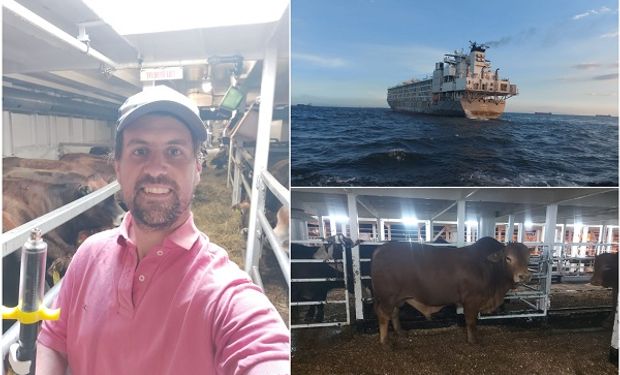 Veterinario en ultramar: cómo es trabajar (y vivir) en barcos de exportación de ganado en pie