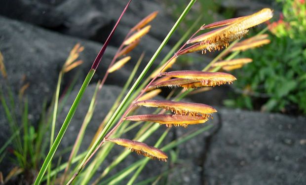 El género Paspalum comprende unas 350 especies, la mayoría americanas. Muchas de ellas poseen gran valor como forrajeras; otras, como céspedes y algunas se usan como ornamentales.