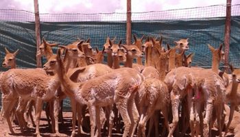 Comunidades originarias producen la lana más cara del mundo