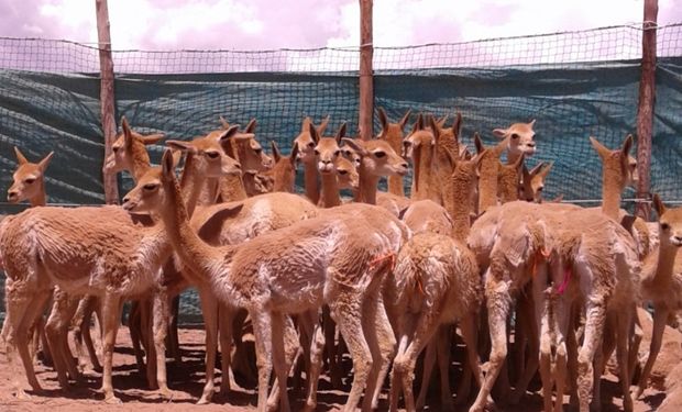 Las vicuñas se alimentan de pastos y pequeños arbustos. Estos camélidos habitan las altiplanicies de la Puna en alturas mayores a los 3.000 metros.