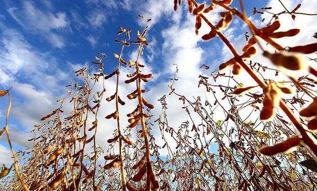 Viento de cola para la producción de granos