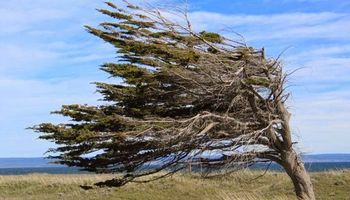 Medio país en alerta amarilla por vientos fuertes: las ráfagas podrían superar los 70 km/h