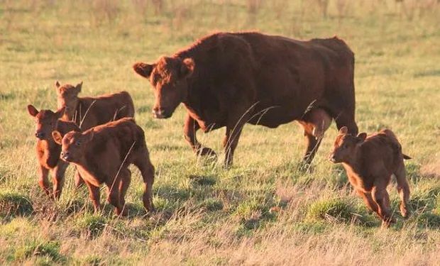 Con una revalorización de la hacienda, el productor tiende a la retención de vientres 