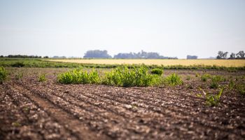 Hito: se aprobó en Argentina la primera gran innovación en casi 40 años para el control de malezas gramíneas resistentes