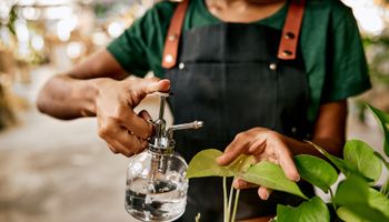 Você sabia? Vinagre de maçã pode ser um aliado no cuidado de plantas