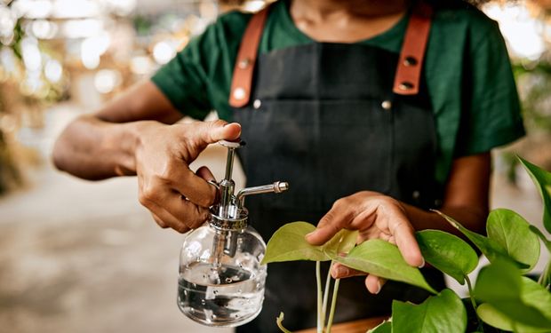 Você sabia? Vinagre de maçã pode ser um aliado no cuidado de plantas