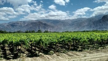 Con casi 200 mil hectáreas y el 8° lugar mundial, la vitivinicultura argentina pisa fuerte y busca asociarse a la ganadería para crecer