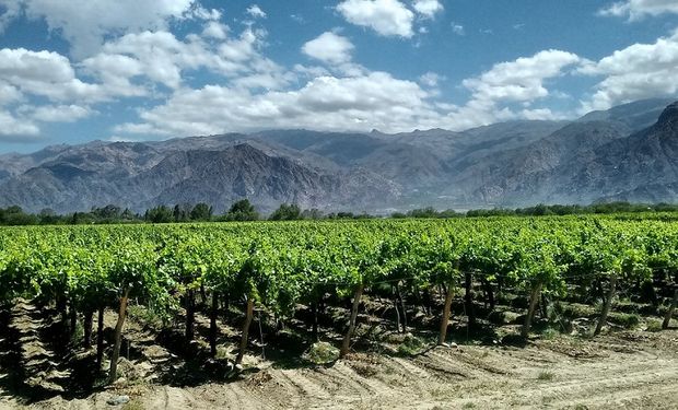 Con casi 200 mil hectáreas y el 8° lugar mundial, la vitivinicultura argentina pisa fuerte y busca asociarse a la ganadería para crecer