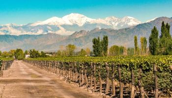 La receta para salvar a una producción estrella del campo: el futuro del vino argentino, ¿con más máquinas y menos alcohol?