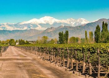 La receta para salvar a una producción estrella del campo: el futuro del vino argentino, ¿con más máquinas y menos alcohol?