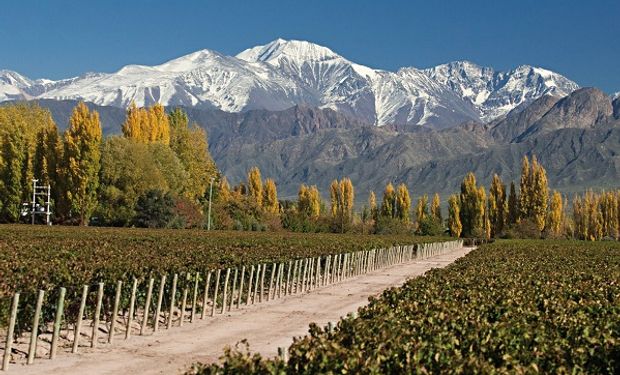 Viñedos en Mendoza, junto al Cordón del Plata. 