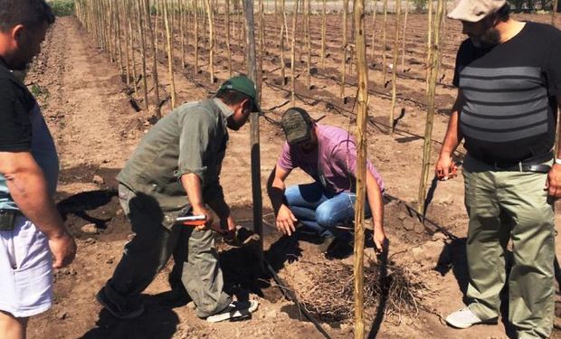 A preparar las copas: arman el primer viñedo de la provincia de Santa Fe.