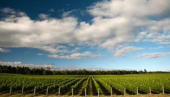 França enfrenta crise do vinho e terá 120 milhões de euros para destruir vinhedos