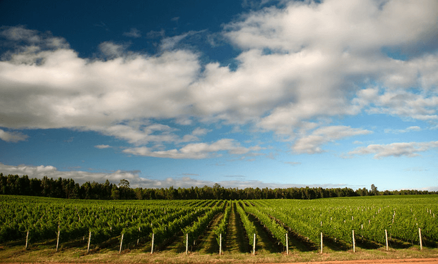 França enfrenta crise do vinho e terá 120 milhões de euros para destruir vinhedos