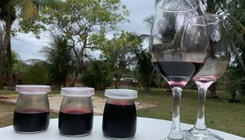 “Vinho” de açaí tem sabores e propriedades similares ao de uva