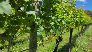Com clima favorável, setor vitivinícola do RS projeta safra recorde de uva para 2025/26