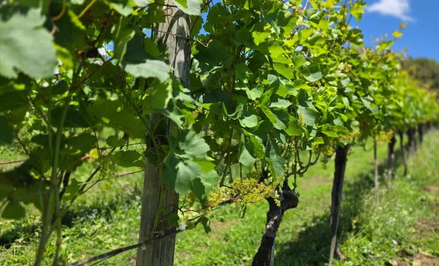 O desempenho das videiras nesta safra tem sido beneficiado por um inverno rigoroso. (Foto Viviane Zanella, Embrapa Uva e Vinho, divulgação)