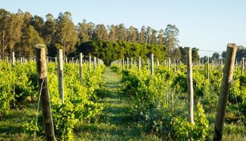 Buenos Aires busca desarrollar la industria vitivinícola y dio media sanción a un proyecto de ley de promoción