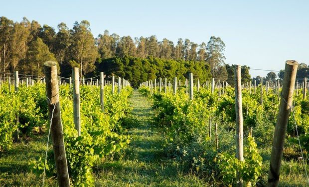 Buenos Aires busca desarrollar la industria vitivinícola y dio media sanción a un proyecto de ley de promoción