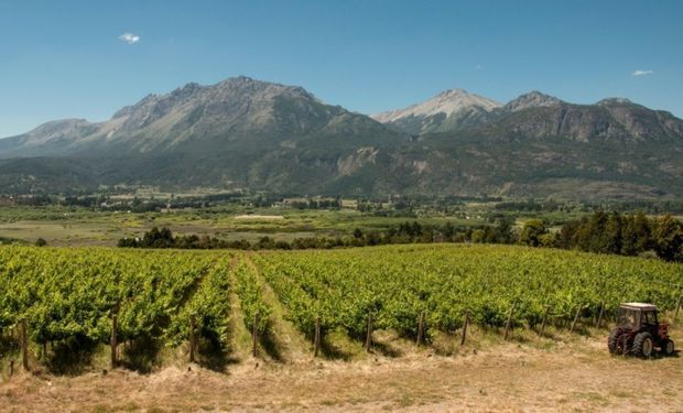 La producción vinícola está en manos de pequeñas chacras de productores, que trabajan muy artesanalmente.